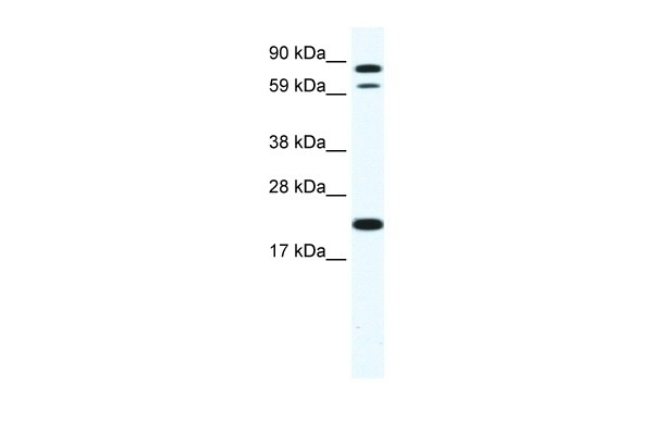 ZFP287 Antibody