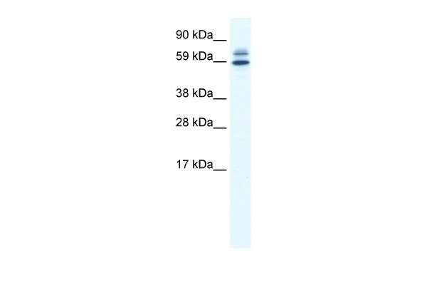 ZBTB38 Antibody