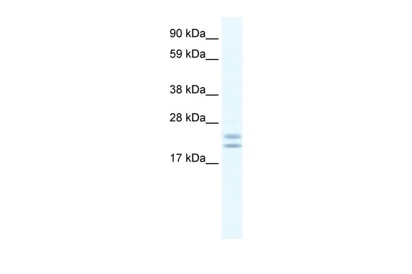 2900041A09RIK Antibody