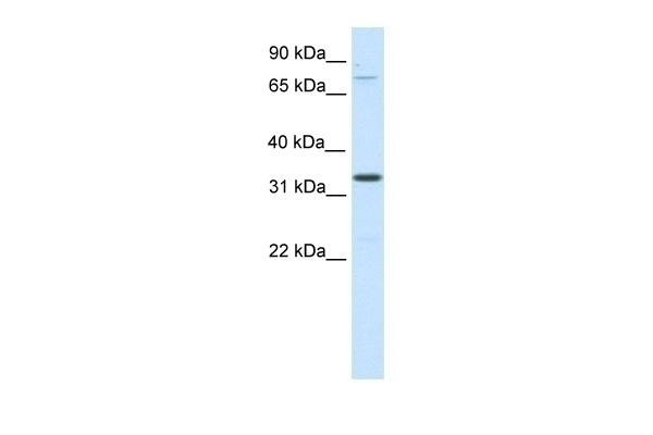 1110051B16RIK Antibody
