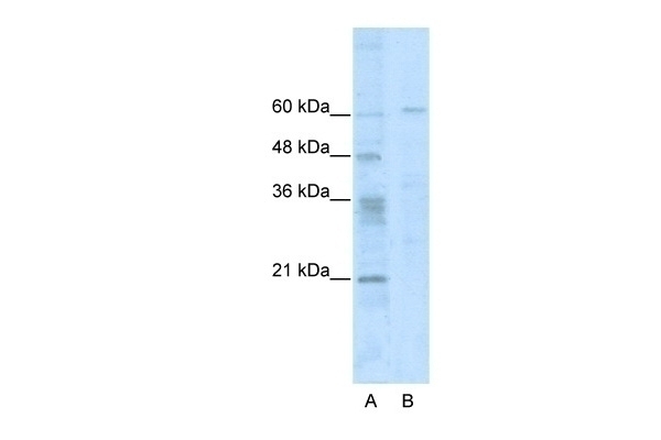 ZNF192 Antibody
