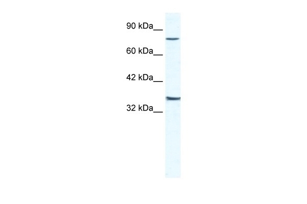 ZNF337 Antibody