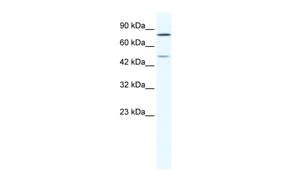 ZNF12 Antibody