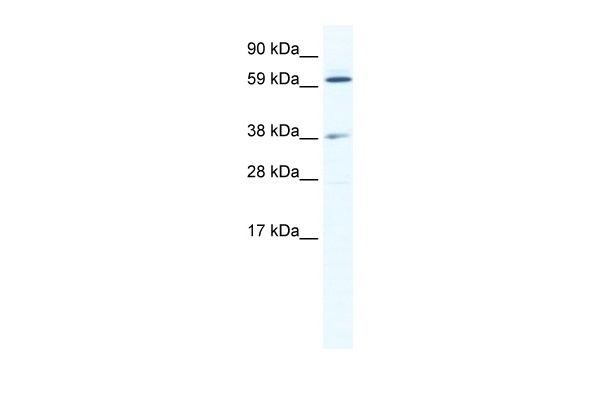 ALX3 Antibody