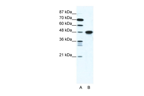 ENO1 Antibody
