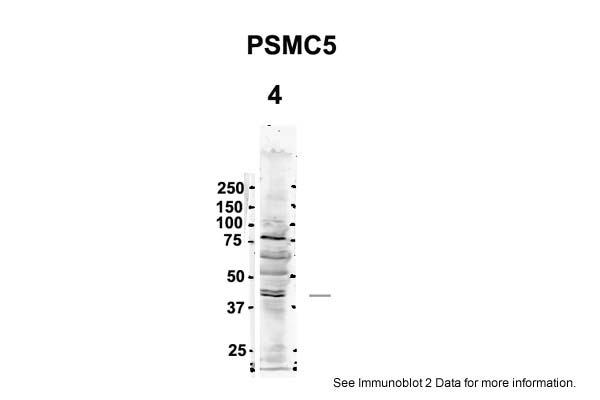 PSMC5 Antibody
