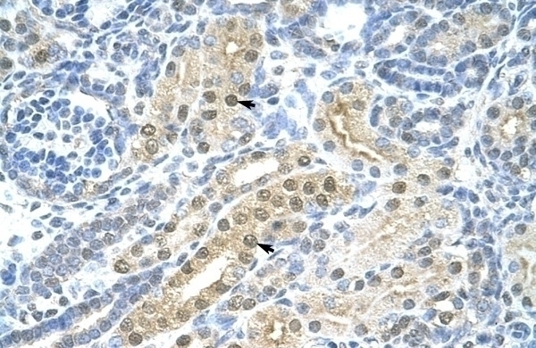 TFAP2C Antibody