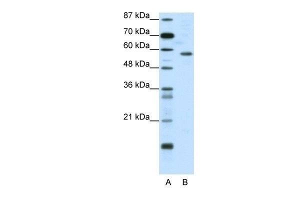 YY1 Antibody