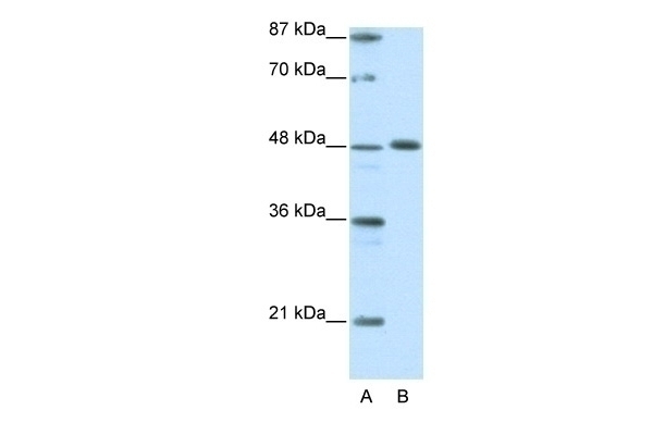 ZNF259 Antibody