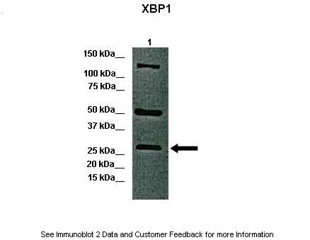 XBP1 Antibody