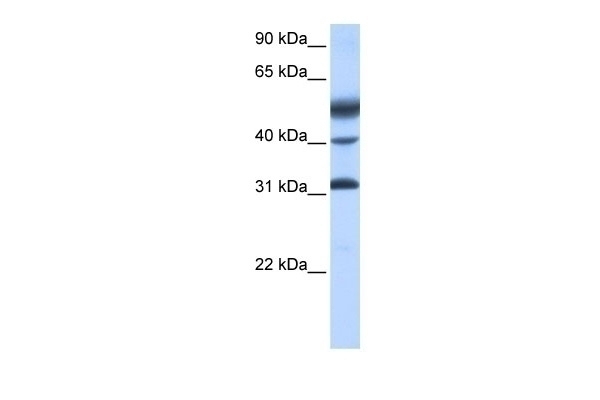ATF1 Antibody
