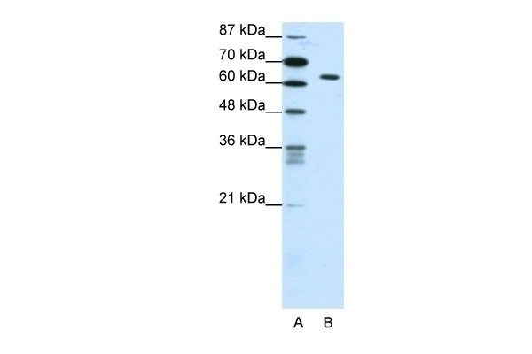 SMAD1 Antibody