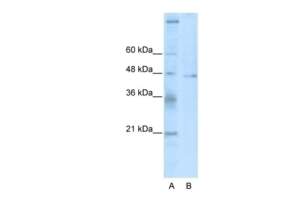 TSG101 Antibody