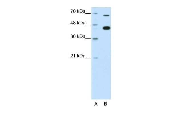 ZBTB33 Antibody
