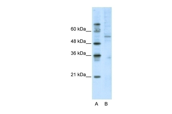ATF7 Antibody