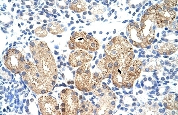 SOX15 Antibody