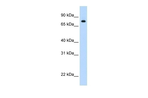 STAT1 Antibody