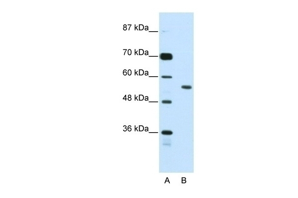 BRD3 Antibody