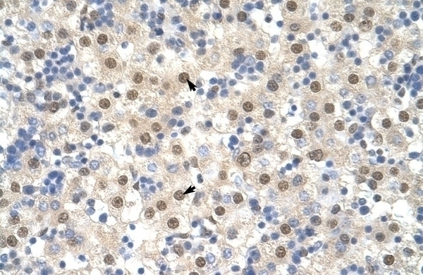 TARDBP Antibody