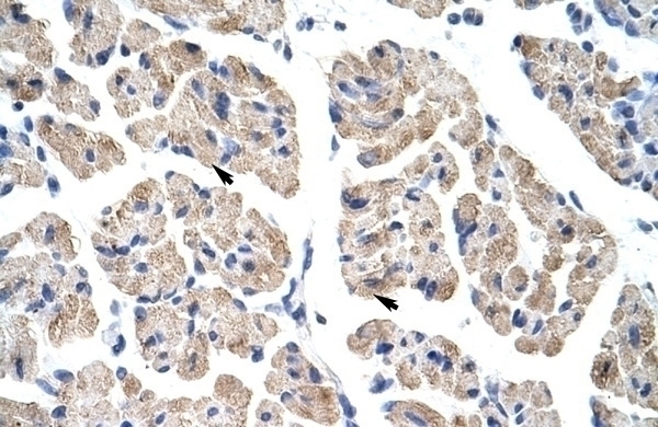 TLX2 Antibody