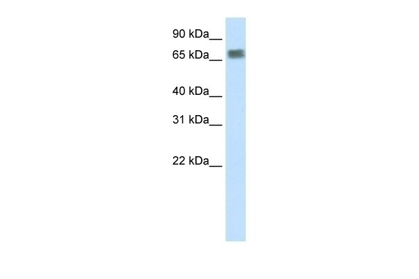 ZFP64 Antibody