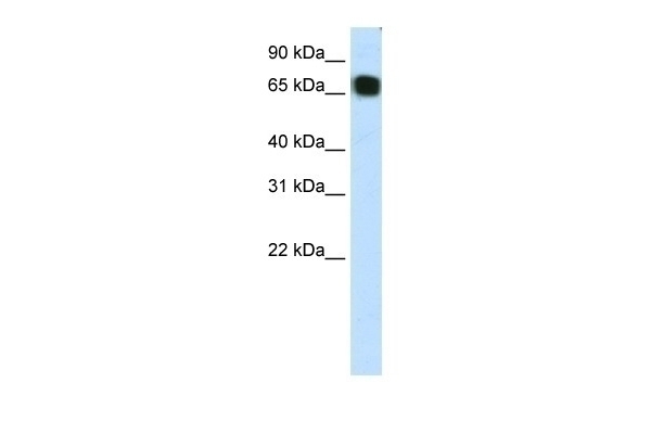 ZFP64 Antibody