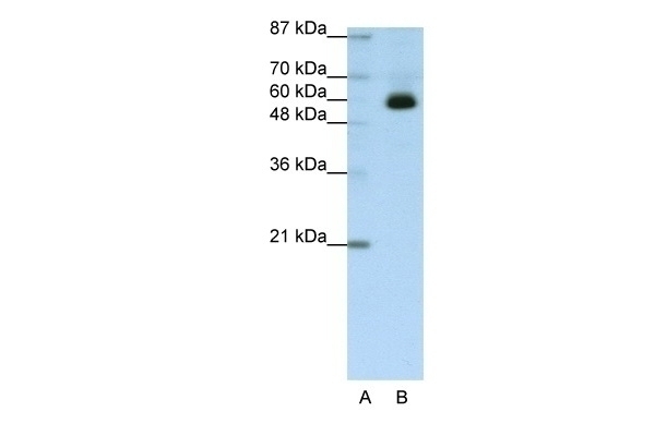 ZNF307 Antibody
