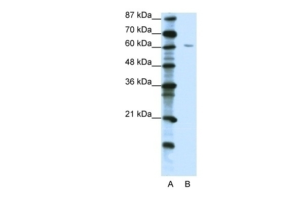 ZNF286 Antibody