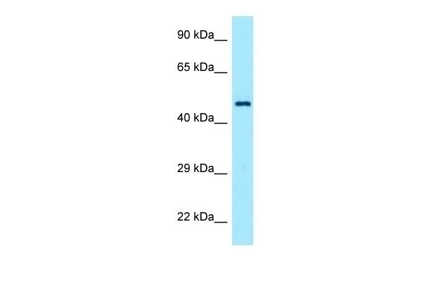 TEAD1 Antibody