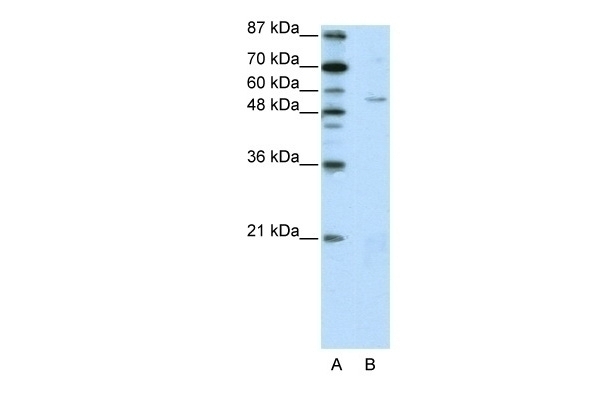 ZNF329 Antibody
