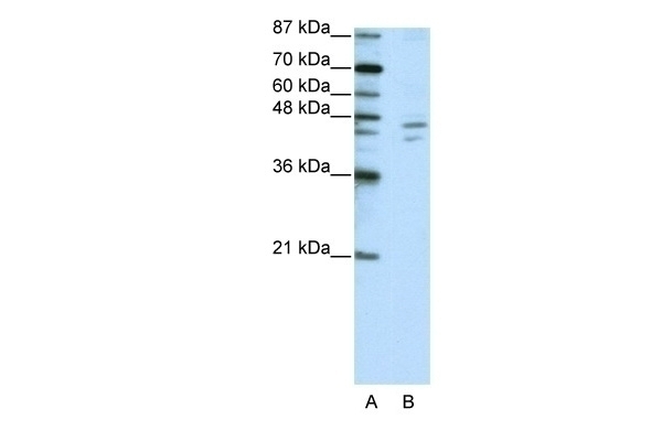 ZNF419A Antibody