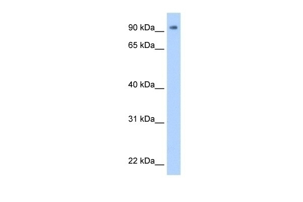 ZNF408 Antibody