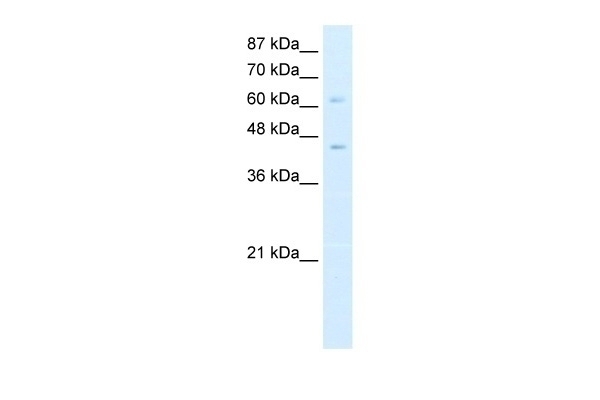 ZBTB3 Antibody