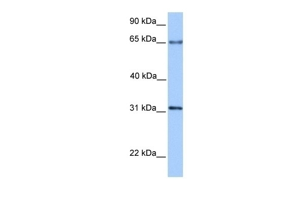 ZNF394 Antibody