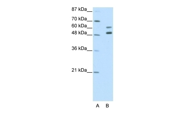 ZNF682 Antibody
