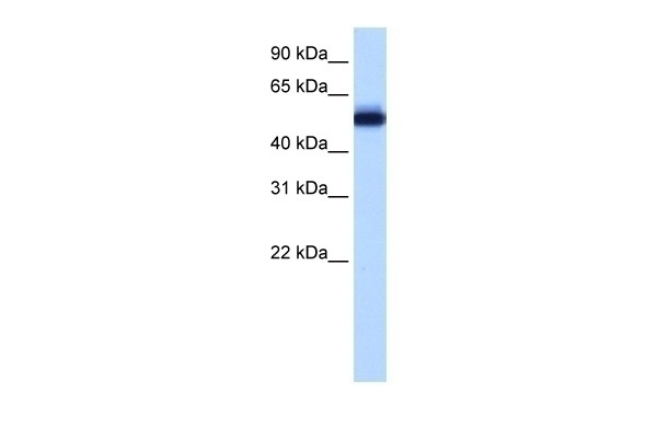 ZNF545 Antibody
