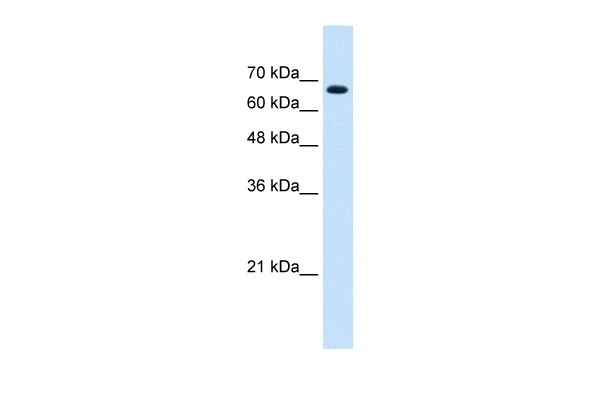 ZNF564 Antibody