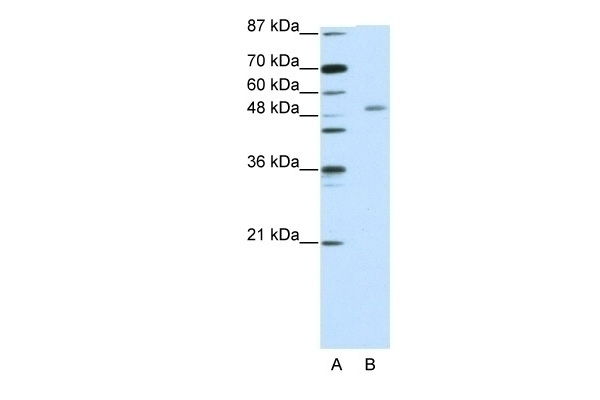 ZNF498 Antibody