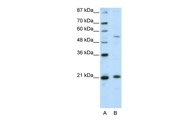 ZNF31 Antibody