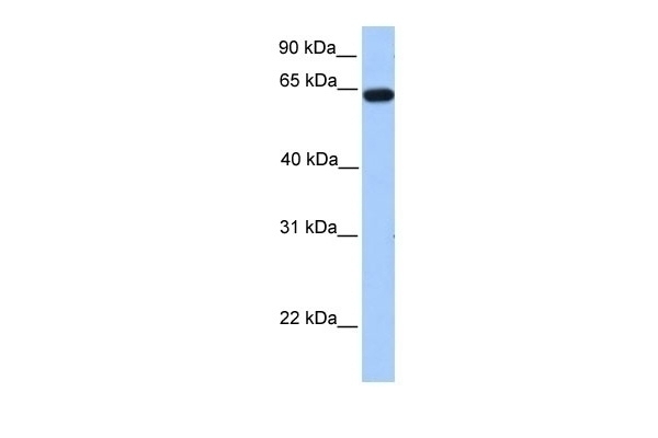 ZNF342 Antibody