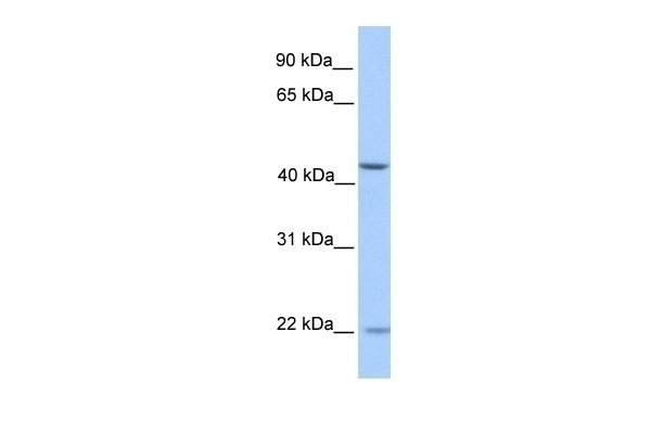 ZNF485 Antibody