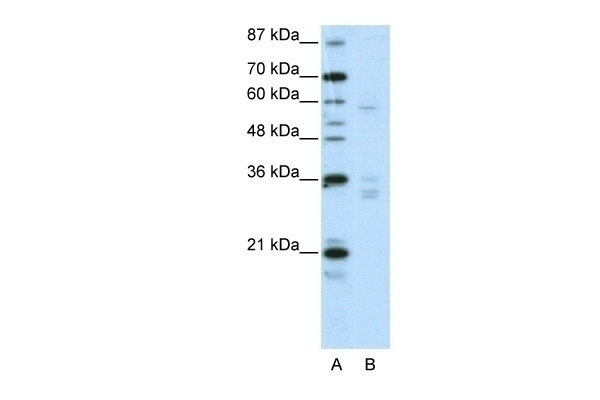 ZNF440 Antibody