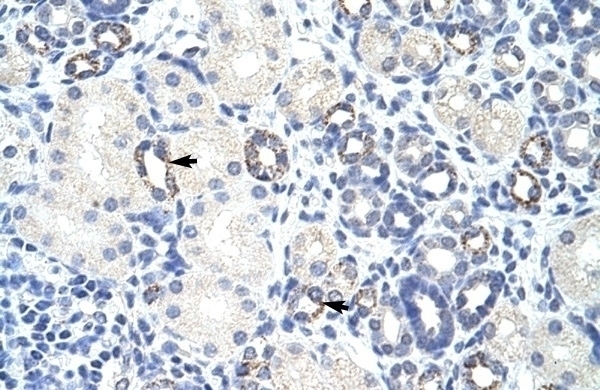 ZBTB9 Antibody