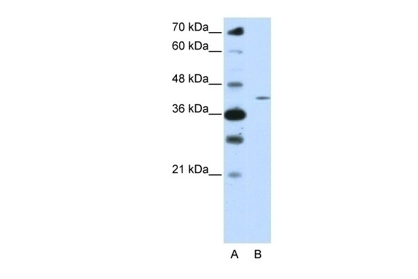 ZNF488 Antibody