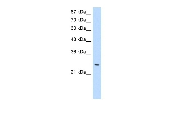 ZNF575 Antibody