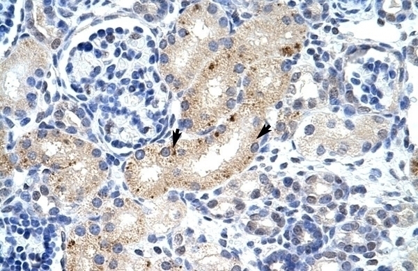 ZFP57 Antibody