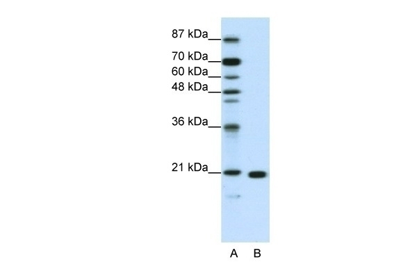 RPL9 Antibody