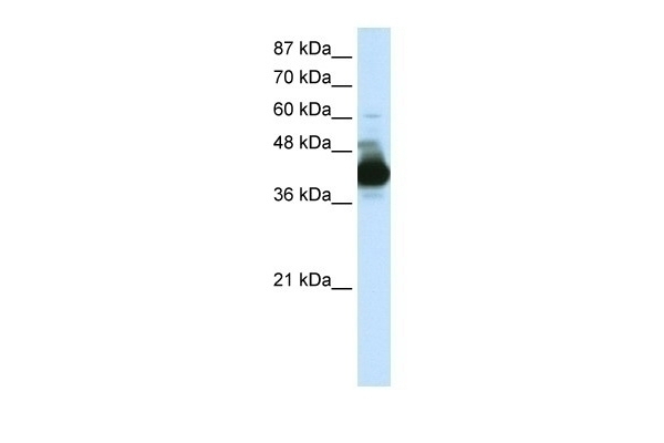 CSTF3 Antibody