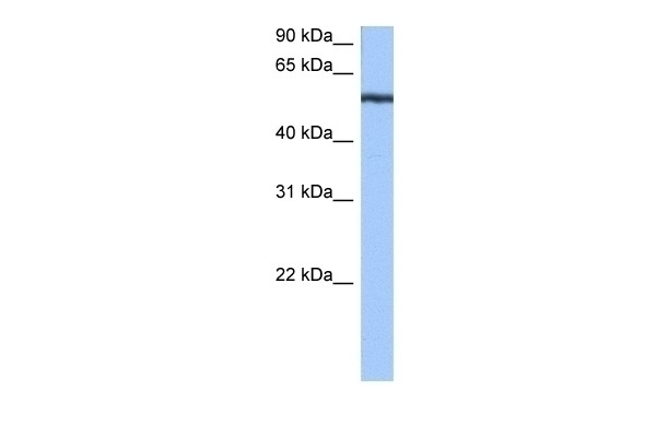 YARS Antibody