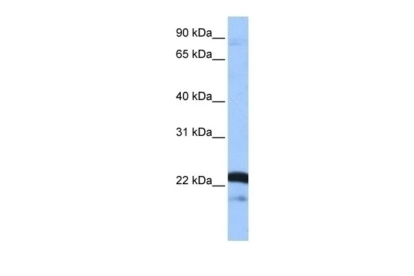 SFRS9 Antibody